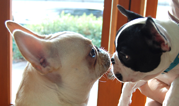 イメージ:フレンチブルドッグの魅力