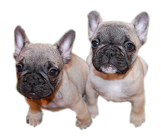 イメージ:フォーン