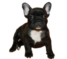 イメージ:ブリンドル