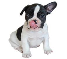 イメージ:パイド