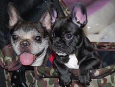 �C���[�W�F