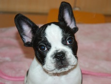 �C���[�W�F