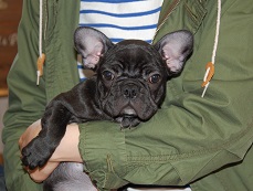 �C���[�W�F