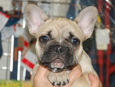 �C���[�W�F