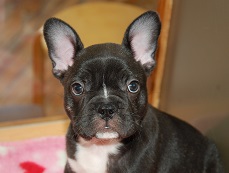 �C���[�W�F