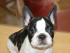 �C���[�W�F