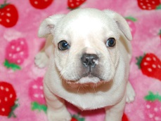 �C���[�W�F