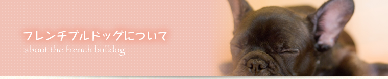 フレンチブルドッグについて
