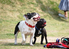 �C���[�W�F����j�[�V���̉��1